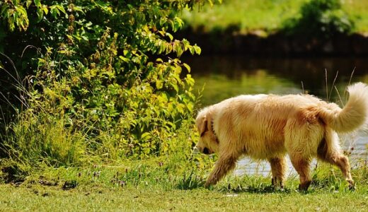 【完全版】エンジェル投資家 有名人ランキング！本田圭佑・千葉功太郎ら日本の著名投資家と海外成功事例を徹底解説