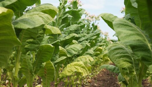 【完全保存版】国からの補助金一覧！知らないと損する事業者・個人向け支援制度の全て